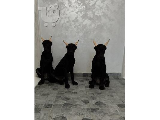 Μελανιστικοί DOBERMANS